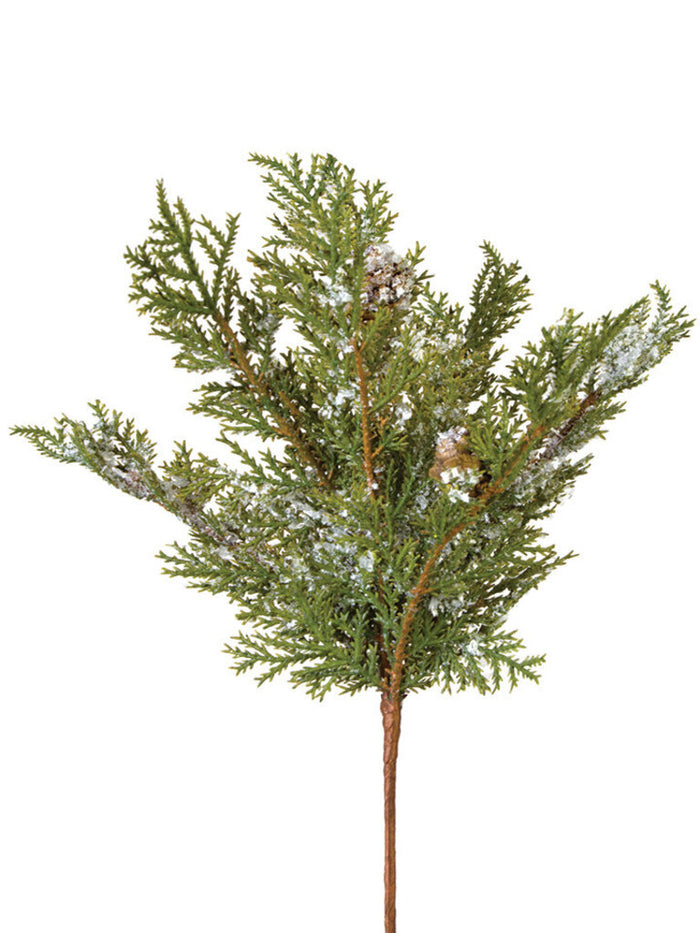 Snowy Cedar Pick