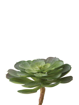 Echeveria Imbricata Succulent