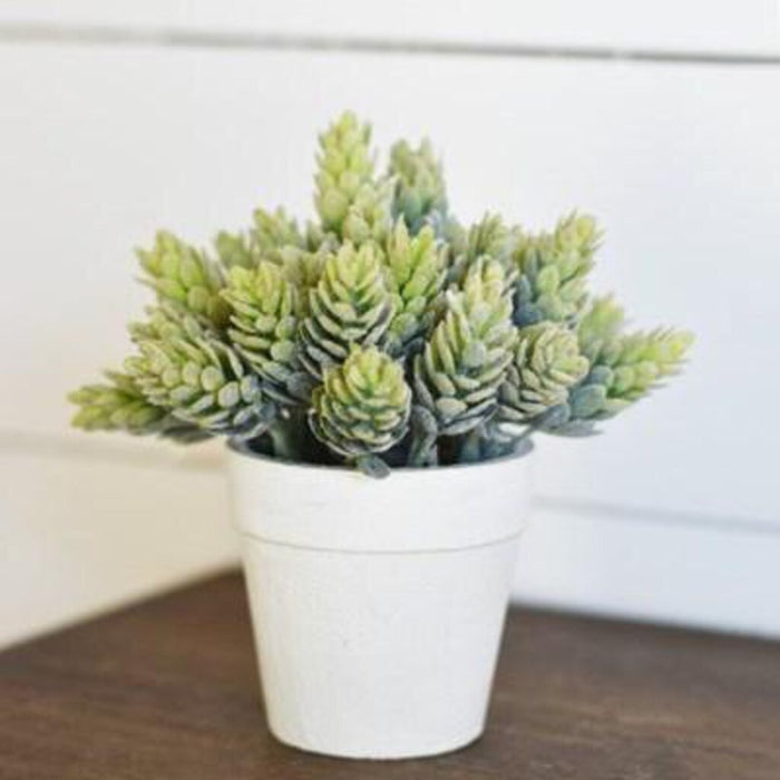 White Potted Hop Plant