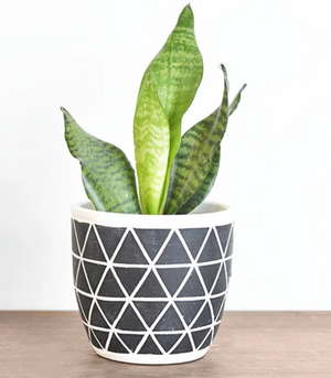 Diamond Geometric Pot