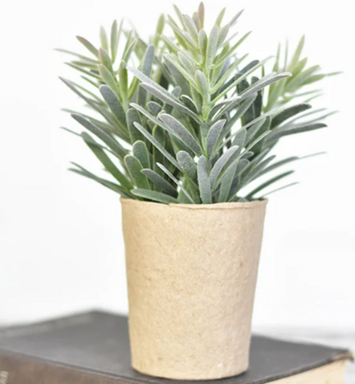 Paper Potted Ocarpus Plant