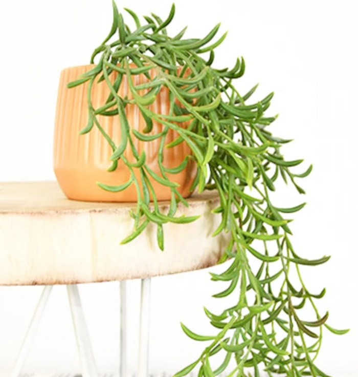 Potted Draping Succulent